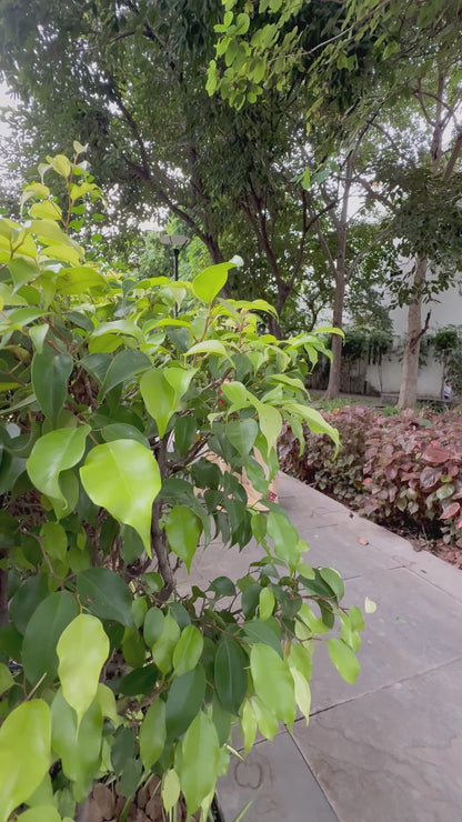 Bandhej Kosa Silk Dupatta